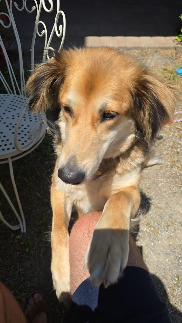 ✨ Maggie, la forza di chi non ha mai smesso di lottare ✨ Foto 10